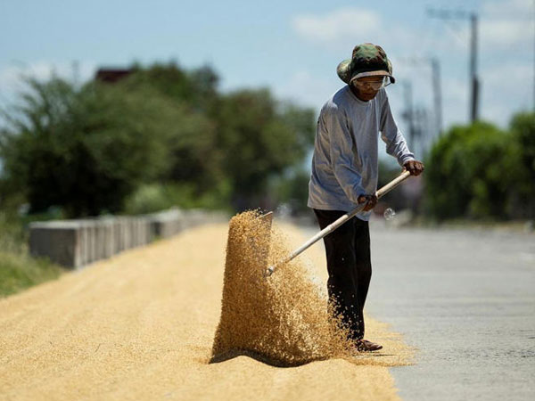 DA says rice supply sufficient through 2026 amid imports, harvest