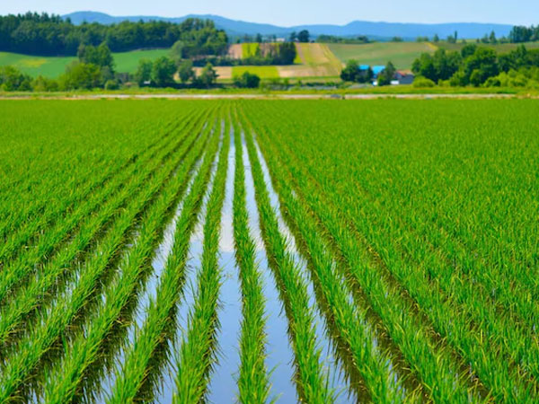 Italian rice faces difficulties due to drought and subsidised imports from South-East Asia