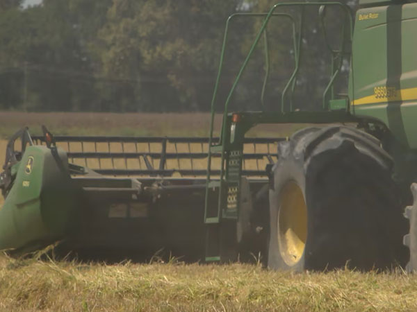 Louisiana rice harvest sees average yield amid acreage decline