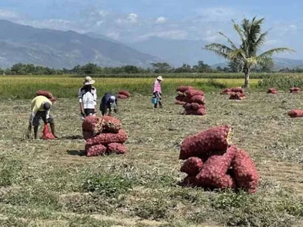 Philippines’ El Niño Crop Damage Reaches ₱6.87 Billion