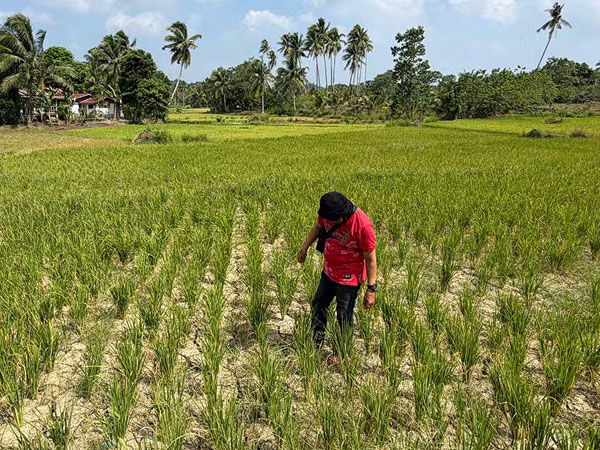 Provinces brace for drought, farm losses