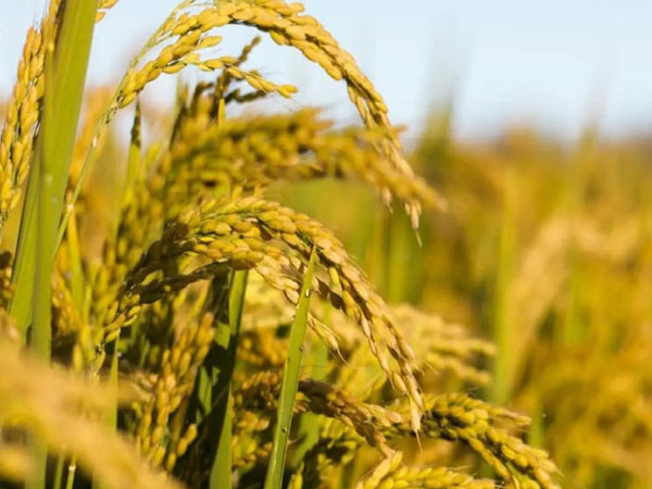 Rice loses acreage, pulses and bajra gain in India’s kharif sowing season