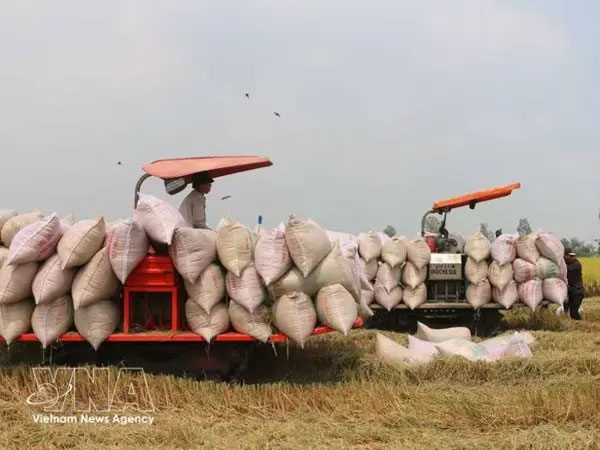 Vietnam promotes cooperation to remove barriers to rice trade with the Philippines