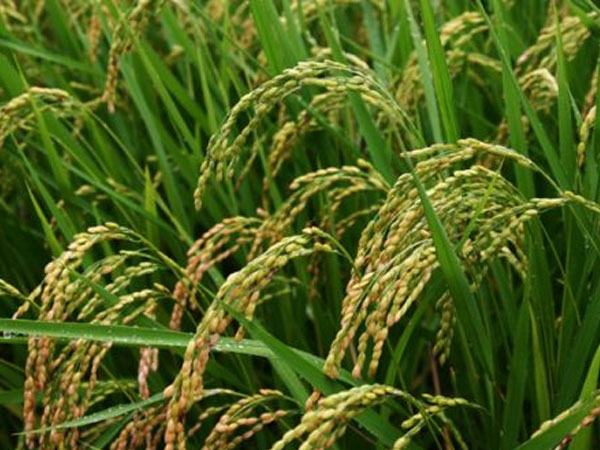Côte d’Ivoire Pitches $1.25 Billion in Rice Projects to Italian Firms