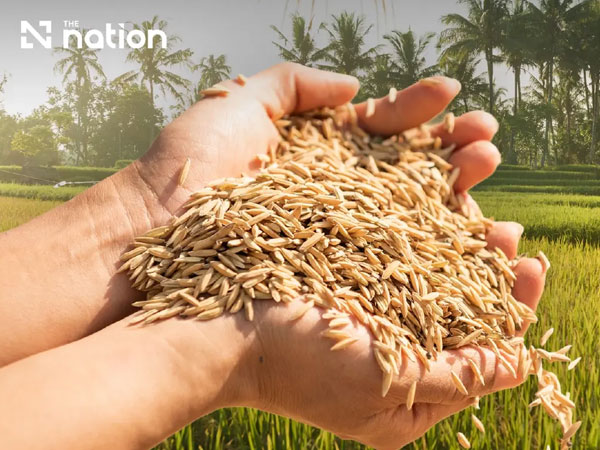 Thailand approves THB58.9bn rice support and production reform plan
