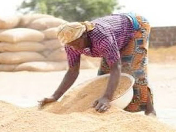 Farmers stuck with unsold rice as Buffer Stock yet to buy surplus