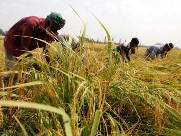Aman paddy sees bumper yield in Narail