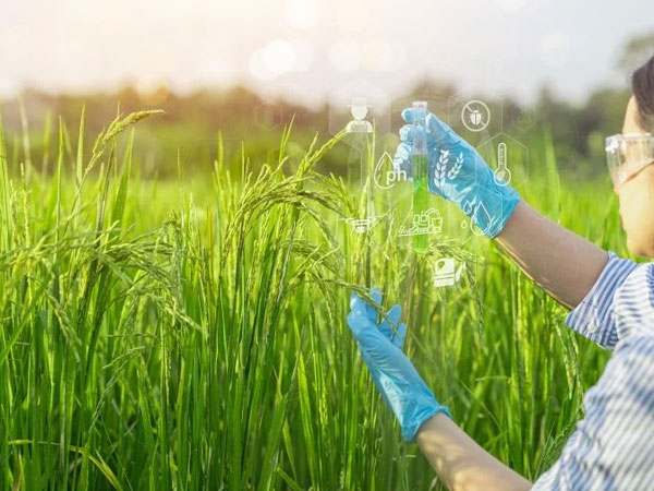 Breakthrough Discovery Could Make Rice Cheaper, Healthier, Cleaner