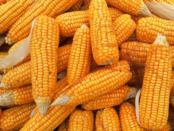 Japan’s feed industry shifts toward corn as rice prices remain elevated