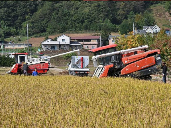 Rice Price Recovery Pushes Last Year's Agricultural Income Back Above 10 Million Won