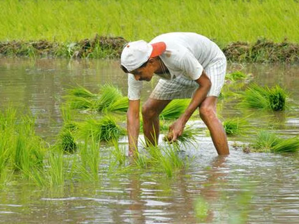 Summer crop sowing sees marginal uptick; rice area declines, pulses gain
