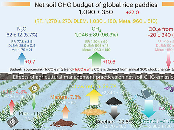 Rice feeds billions of people—but its role in fueling climate change is growing