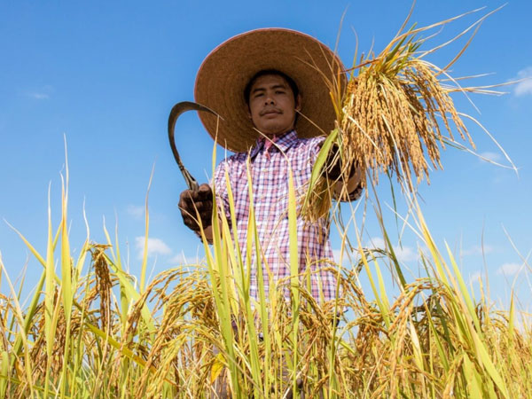 Farmers helped double rice production despite decades of climate stress