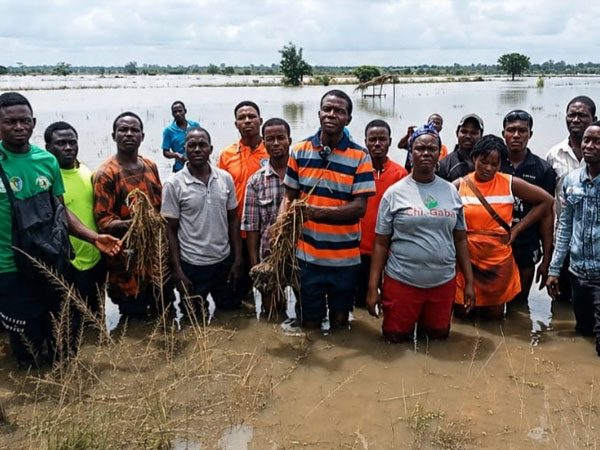 Weta rice farmers appeal for urgent government support following flood destruction of farms