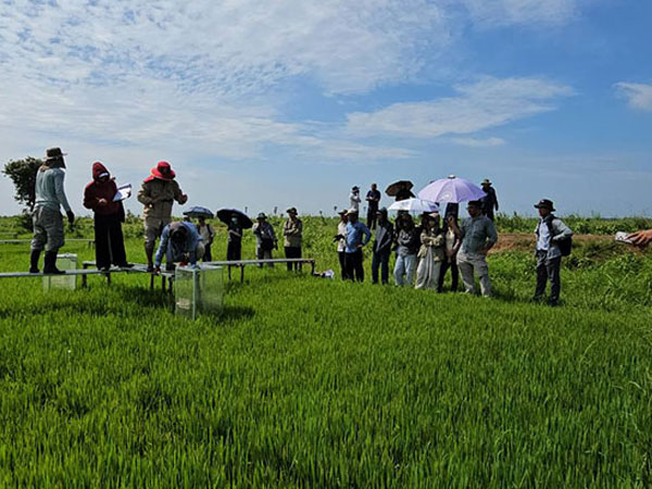Cambodia Advances Methane Reduction Efforts with Rice Emission Research Initiative (VIDEO)