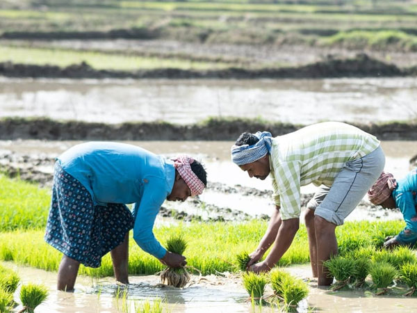 India's rice-for-ethanol fraud reignites debate on hunger