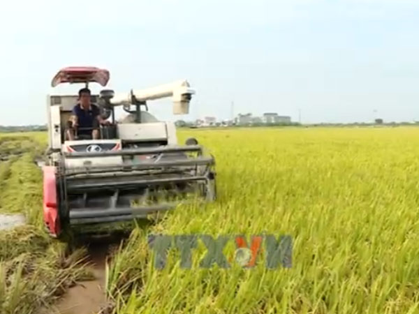 Low-emission rice farming drives greener growth for Vietnam’s rice sector