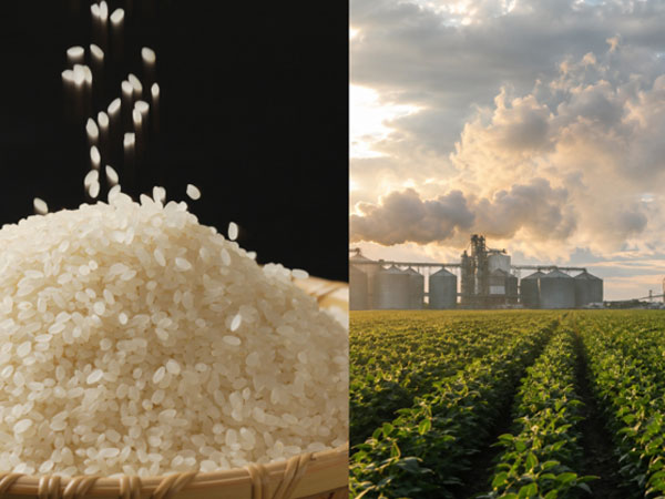Rice farming warning: Scientists say the world's most important food is pushing Earth beyond safe environmental limits