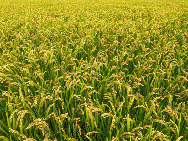 Tiny gene edit cuts cadmium in rice by 48% without reducing yields