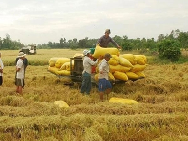 Vietnam works to expand markets, sustain rice export growth