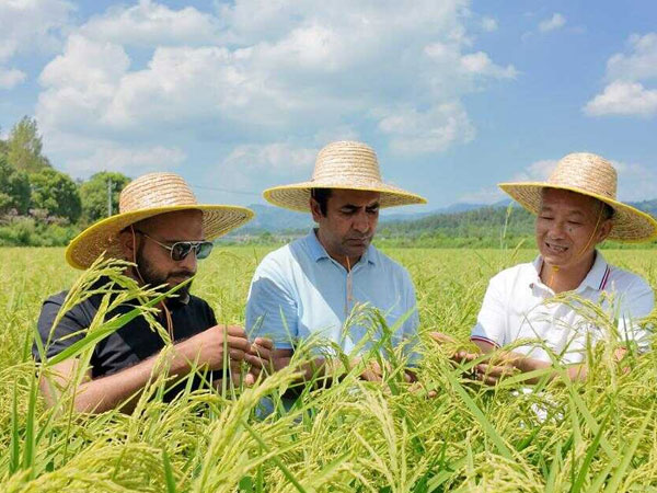Chinese Honglian Hybrid Rice Powers Pakistani Agriculture