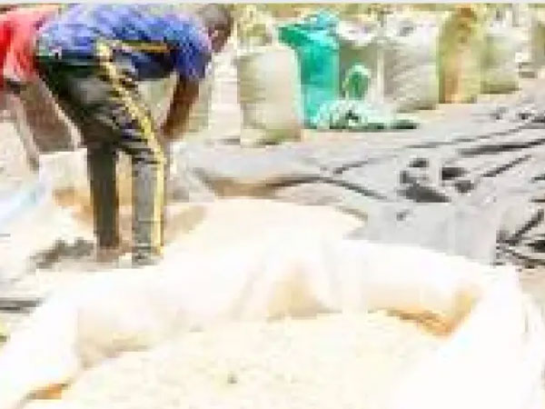 FRA starts maize, paddy rice purchases