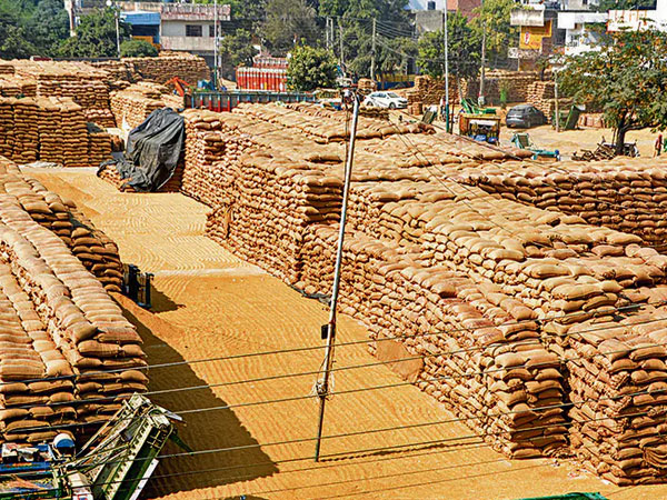 Punjab: Storage worries mount amid reports of bumper paddy crop