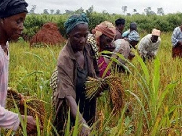 Rice farmers count losses as PFAG demands urgent government rescue