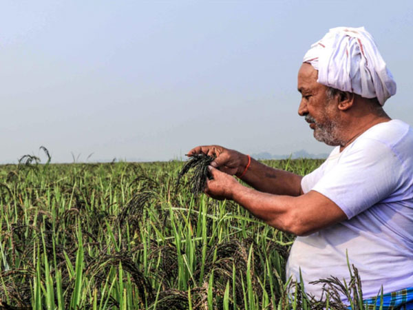 Who owns basmati? Nepal enters a global battle over a prized grain