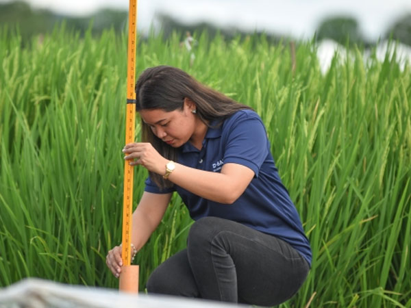 BASF and IRRI expand rice research partnership to cut methane and strengthen soil health