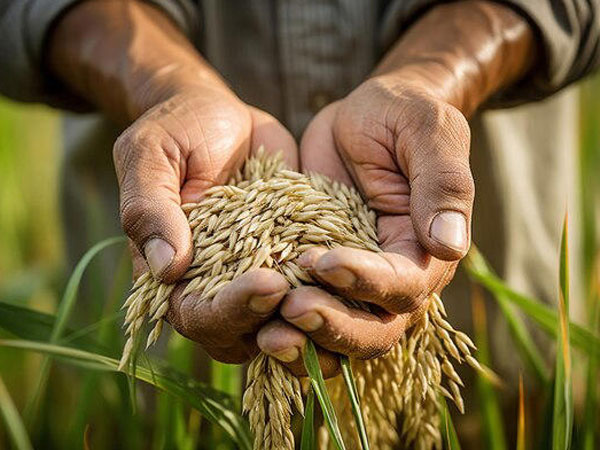BIRC 2026 looks beyond traditional markets for next $10 bn in global rice demand
