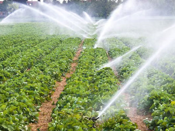 Crop irrigation has a surprising effect on carbon emissions
