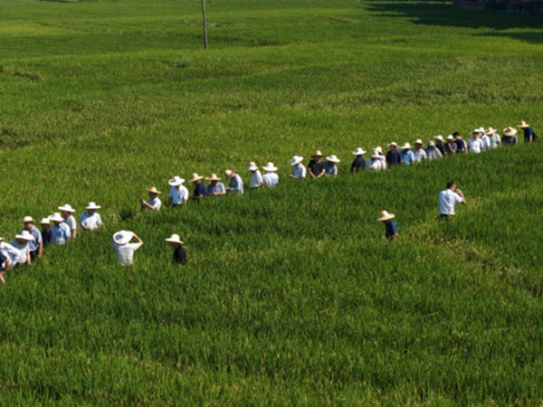 Hybrid rice seed production hits record high, surpassing 1,000 jin per mu