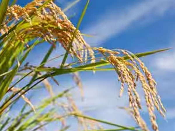 Japan is turning rice-production waste into organic ethanol; the material is being developed for cosmetics and household products