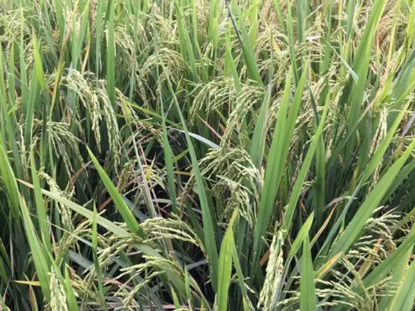 Palawan heirloom rice gets new lease on life