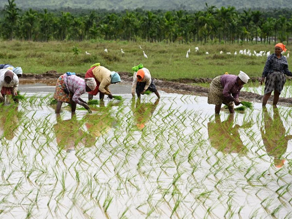 Rice, maize and cereal acreage declines warrant monitoring: Report
