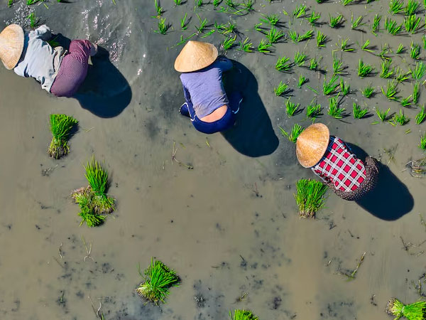 Syngenta taps Japanese innovation to strengthen rice herbicide pipeline