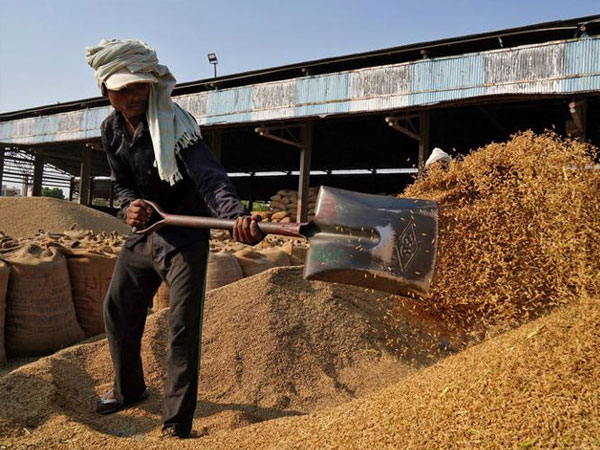 India's rice exporters seek deals with emerging markets after strong monsoon