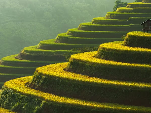 Singapore and Vietnam sign agreement on stable sustainable rice trade