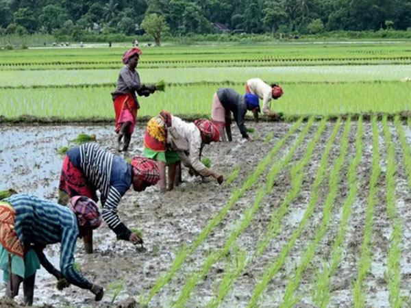 Kharif rice output reaches record 124.5 MT