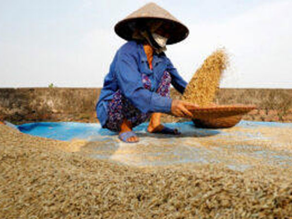 Foreign rice suppliers warned against raising prices in PHL