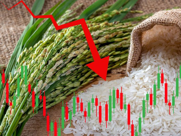 Rice exporter stocks in focus as Trump warns of fresh tariffs: LT Foods crashes 7%, KRBL, GRM Overseas see sharp cut