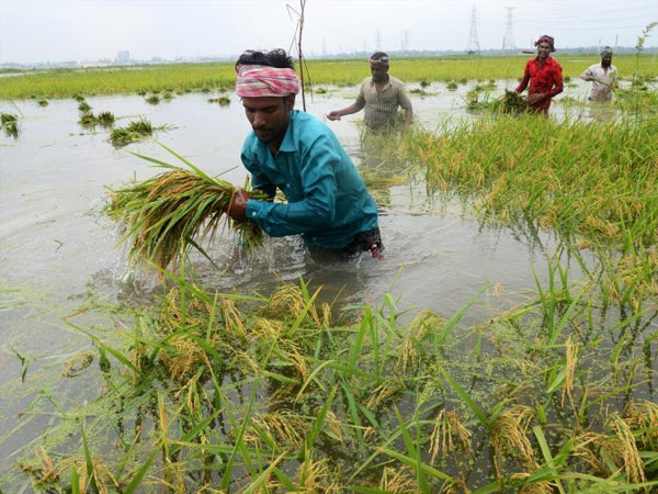 Rice Fields Are Drowning and the Damage Is Accelerating Worldwide
