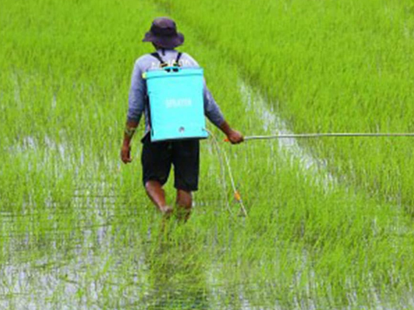 DA: Rice millers, traders agree on palay price caps
