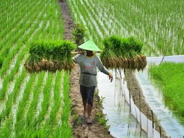 Minister Targets 101,000 Hectares of New Rice Fields