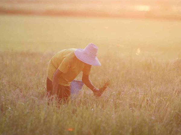 Thai rice exports expected to hit 5-year low in 2026 on strong baht