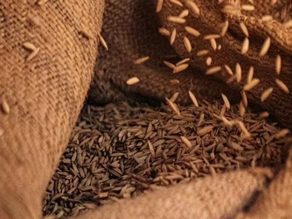 India’s basmati rice exports at risk amid rising Middle East tensions, ₹6,000 crore Iran market hit