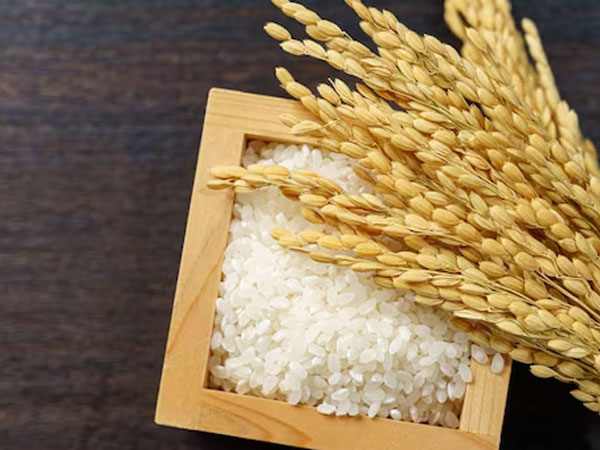 Iran-Israel-US War: KRBL, LT Foods fall up to 8% as rice export worries hit