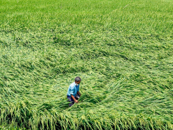 Fertiliser, irrigation challenges may shrink Boro rice output: USDA