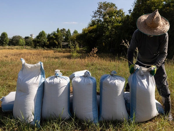 Rice prices in Asia soar as Iran war fallout threatens supply